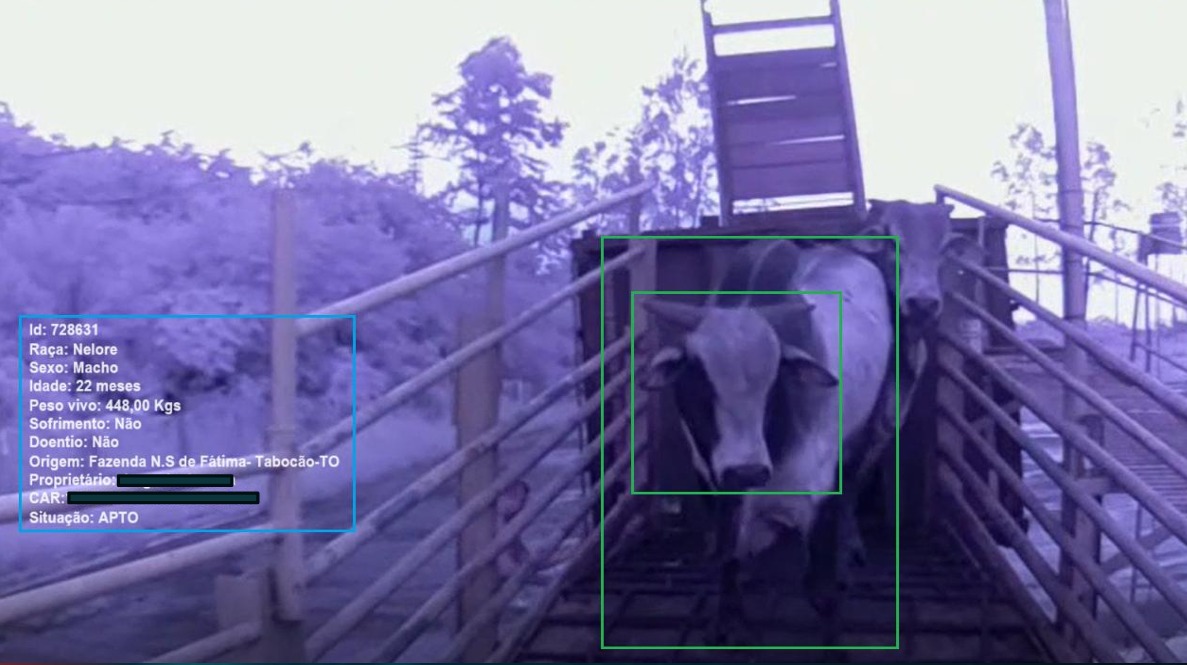 Face Bull